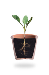 Growing plant with underground root visible,Brassica oleracea, Phyllotreta crusiferae.