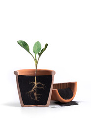 Growing plant with underground root visible,Brassica oleracea, Phyllotreta crusiferae.