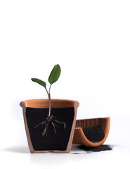 Growing plant with underground root visible,Turmeric root (Turmeric) and turmeric tree.