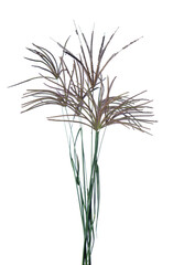 Bunch of wild grass isolated on white background.