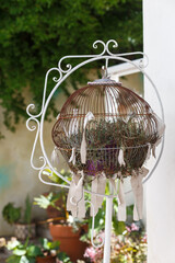 Round vintage cage with a garden flower inside in an old garden on a spring day