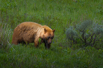 2022-06-14 A CINNAMON COLORED BLACK BEAR WALKING THROUGH THE UNDERBRUSH IN YELLOWSTONE NATIONAL PARK IN WYOMING