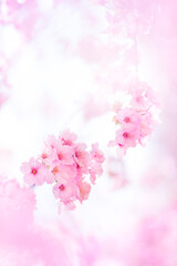 早春に咲く桜　陽光桜　Cerasus ‘Yoko’