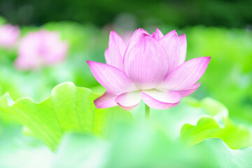 夏の朝に花を咲かせるハス　Nelumbo nucifera