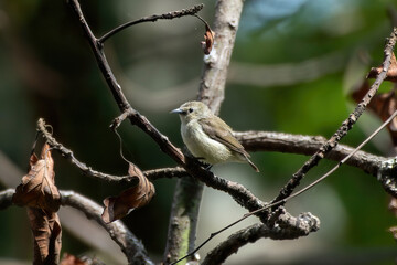 Nilgiri flowerpecker (Dicaeum concolor) observed in Munnar in Kerala, India