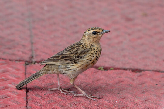 Nilgiri pipit (Anthus nilghiriensis) observed in Munnar in Kerala, India