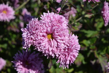食用菊 山形の郷土料理食材 ／ 山形県庄内地方で栽培中の食用菊です。花そのものを食べるために生産されている食用菊は、山形が第１位で全体の６割を占めています。