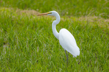 昼食を探して歩くダイサギ