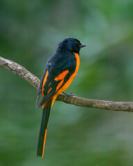 Orange Minivet (Pericrocotus flammeus) observed in Munnar in Kerala, India