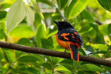 Orange Minivet (Pericrocotus flammeus) observed in Munnar in Kerala, India