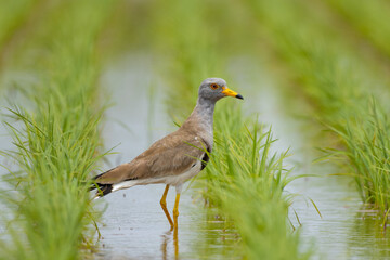 植えられた苗とケリ