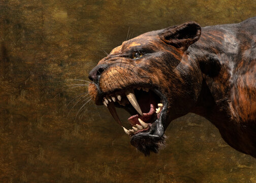 A roaring Saber-toothed cat, Smilodon, Homotherium Latidens