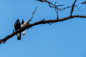 Australian Magpie (Gymnorhina tibicen)