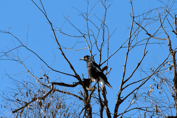 Australian Magpie (Gymnorhina tibicen)