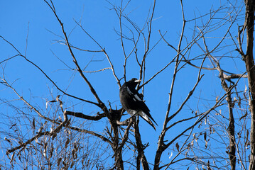 Australian Magpie (Gymnorhina tibicen)