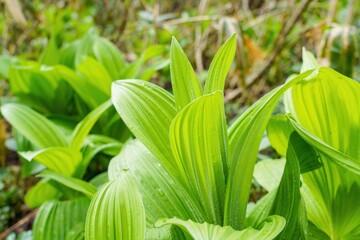 鏡池遊歩道でみたバイケイソウの新緑の若葉＠戸隠、長野