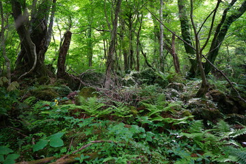 primeval forest in spring