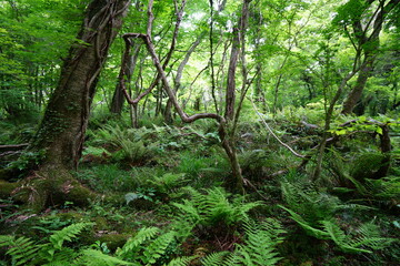 Obraz premium old trees and vines and fern in spring forest