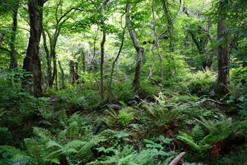 primeval forest in spring