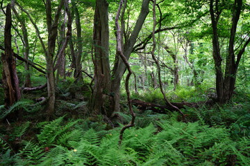 old trees and vines and fern in spring forest