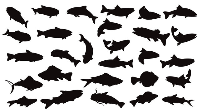 Salmon Fish collection silhouettes premium vector