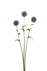 ルリタマアザミ　Echinops