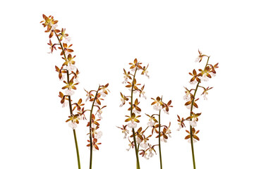 エビネ　Calanthe