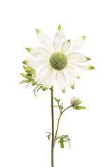 フランネルフラワー　Actinotus helianthi