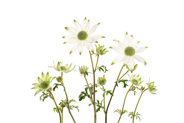 フランネルフラワー　Actinotus helianthi