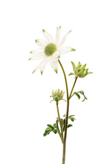 フランネルフラワー　Actinotus helianthi