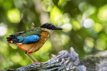The blue-winged pitta perching on log after bathing with green bokeh background , Thailand