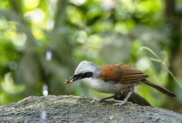 Beautiful White-crested laughingthrush with prey in the forest , Thailand