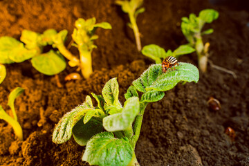 Colorado potato beetle on the leaves of young potato sprouts in a garden bed. sunset lighting