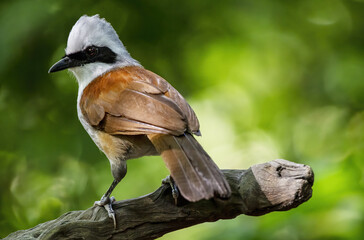 Beautiful White-crested laughingthrush perching on log , Thailand