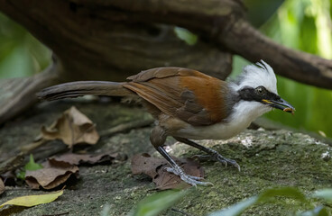 Beautiful White-crested laughingthrush with prey in the forest , Thailand