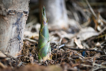 Bamboo shoot on ground in the bamboo forest , Fresh raw bamboo shoots on nature background