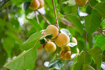 Santol fruit on summer in Thailand , ripe santol on the santol tree tropical fruit