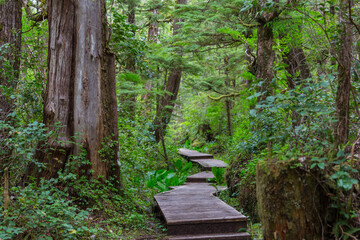 Obraz premium Boardwalk in the forest