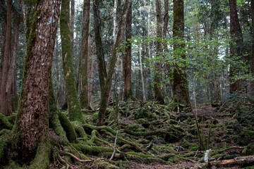 trees in the aokigahara forest