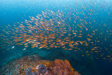 Small fish under the deep sea are the colors of the beautiful sea.