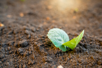 Leaves of a young white cabbage close-up in dew drops in the early morning. Soft warm lighting and blurry background