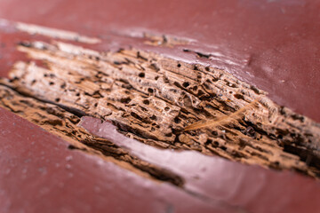 The wooden floor of an old house is eaten by termites and bark beetles close-up