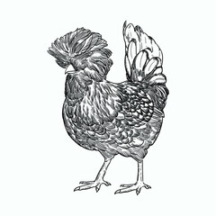 Vintage hand drawn sketch polish chickens - obrazy, fototapety, plakaty