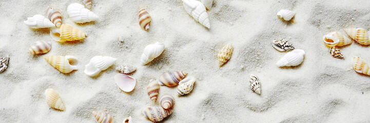 Abstract widescreen wallpaper - white beach sand texture with seashells