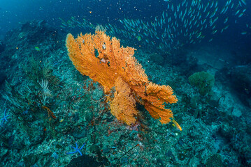 Fototapeta na wymiar There are various forms under the deep sea. When diving, you can see small fish swimming around to create beautiful colors of the sea.