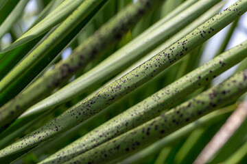 Fototapeta premium Backgrounds of Characteristics of Bacteria and Fungi for education in Microbiology laboratory.