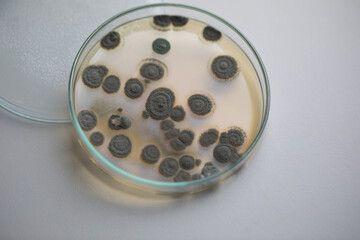 Backgrounds of Characteristics  of Bacteria and Fungi  for education in Microbiology laboratory.