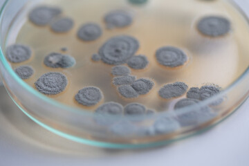 Backgrounds of Characteristics  of Bacteria and Fungi  for education in Microbiology laboratory.