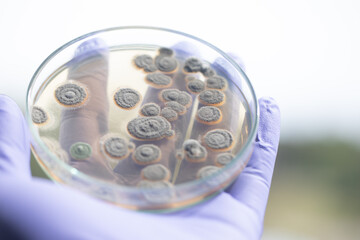 Backgrounds of Characteristics  of Bacteria and Fungi  for education in Microbiology laboratory.