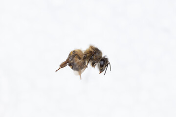 Characteristics  of  Honey bee and Stingless bee (Hymenoptera)  for education in laboratory.